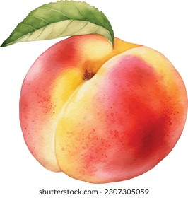 watercolor style of fruit peach on white background. Vector illustration of fruit peach