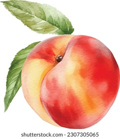 watercolor style of fruit peach on white background. Vector illustration of fruit peach