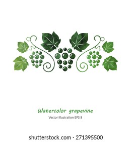Watercolor style green grapevine. Vector illustration. 