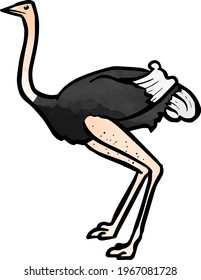 Watercolor style hand drawn ostrich