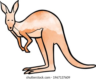 Watercolor style hand drawn standing kangaroo