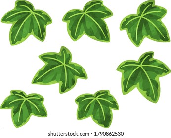 Watercolor Style Illustration Set Of Ivy Leaves