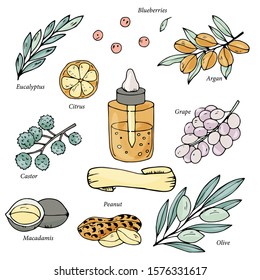 Watercolor style outline natural products collection. Hand drawn vector organic oil set. Natural ingredients for health care, eco oil products.