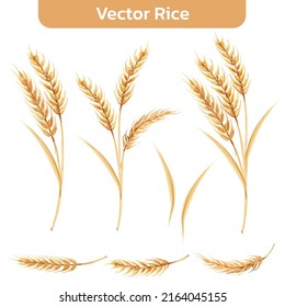 watercolor style of rice on white background. Vector illustration of rice