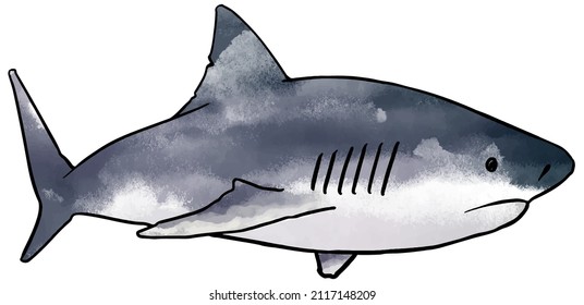 watercolor style shark hand drawn vector illustration.