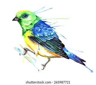 Watercolor style vector illustration of bird. isolated on white