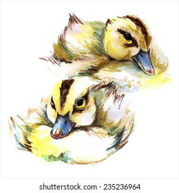 Watercolor style vector illustration of ducklings