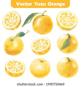 watercolor style of Yuzu orange on white background. Vector illustration of Yuzu orange