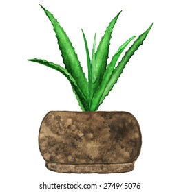 Watercolor succulent houseplant, agave cactus, sprout, green leaves in flower pot closeup isolated on white background. Hand painting on paper