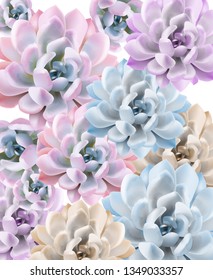 Watercolor Succulent plant pattern Vector. Hand painted vintage gardening background. floral texture backgrounds