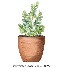 Watercolor succulent plant in pot. Watercolor flower pot isolated on white. 