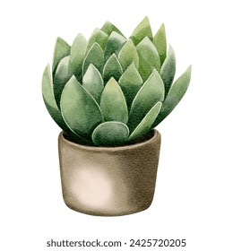 Watercolor succulent plant in pot. Watercolor flower pot isolated on white. 