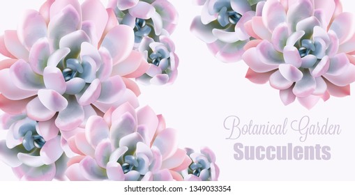 Watercolor succulent plant Vector card. Votanical painted vintage gardening background. floral texture backgrounds