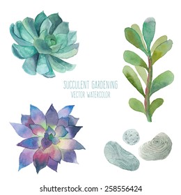Watercolor succulent set. Isolated objects: stones, succulents, plant. Hand painted vintage garden illustration. Vector floral elements.