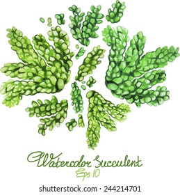 Watercolor succulent. Vector illustration
