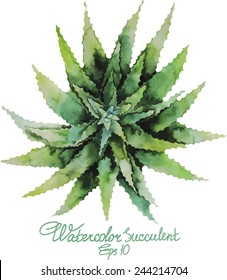 Watercolor succulent. Vector illustration