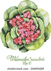 Watercolor succulent. Vector illustration