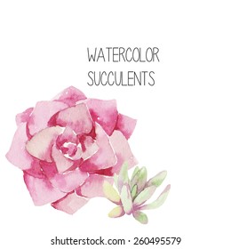 Watercolor succulent, Vector Illustration