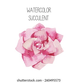 Watercolor succulent. Vector plant