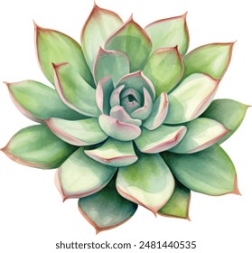 Watercolor with succulents. Hand drawn raster illustration	