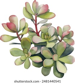 Watercolor with succulents. Hand drawn raster illustration	