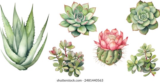 Watercolor with succulents. Hand drawn raster illustration	