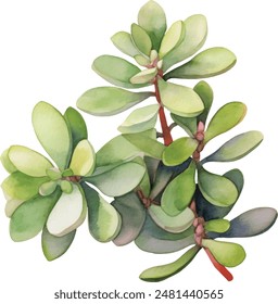 Watercolor with succulents. Hand drawn raster illustration	