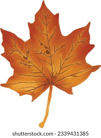 Watercolor Sugar Maple Leaf in Autumn