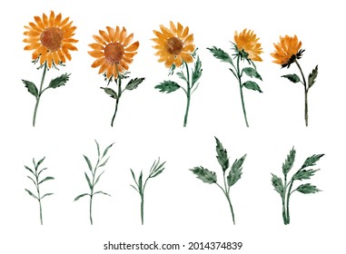 watercolor sunflower arrangement separated vector set