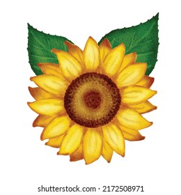 Watercolor sunflower drawing on paper