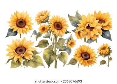 watercolor sunflower element set. isolated on white background