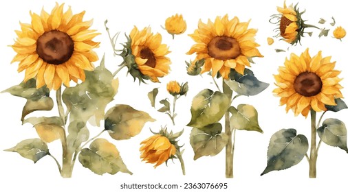 watercolor sunflower element set. isolated on white background