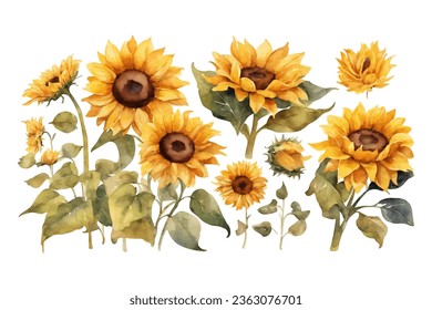 watercolor sunflower element set. isolated on white background