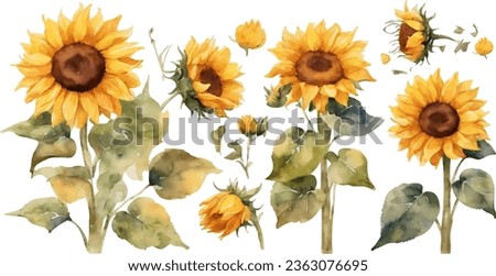 watercolor sunflower element set. isolated on white background