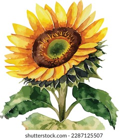 Watercolor sunflower isolated on white background, Watercolor floral arrangements