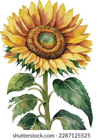 Aquarellfarbene Sonnenblume einzeln auf weißem Hintergrund, Blumenarrangements für Wasserfarben