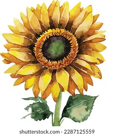 Watercolor sunflower isolated on white background, Watercolor floral arrangements