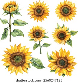 watercolor  sunflower set on white, vector collection, perfect for invitation wedding card