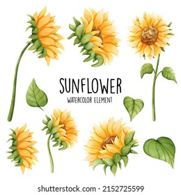 Watercolor sunflower, summer. Vector illustration