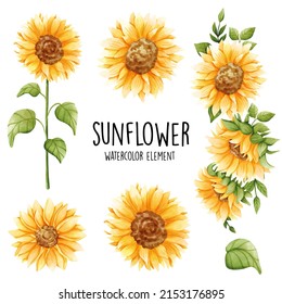 Watercolor sunflower, summer. Vector illustration