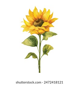 Watercolor Sunflower summer vector illustration