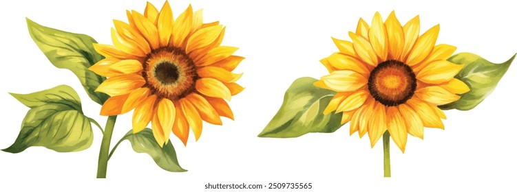 Acuarela girasol, verano. Ilustración vectorial