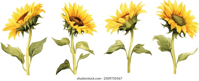 Acuarela girasol, verano. Ilustración vectorial