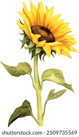 Girassol aquarela, verão. Ilustração vetorial