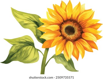 Acuarela girasol, verano. Ilustración vectorial