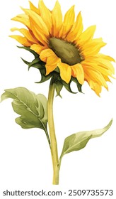 Watercolor sunflower, summer. Vector illustration