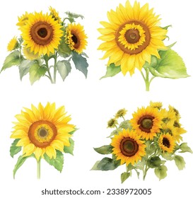 Watercolor sunflowers with green leaves bouquet flower hand painted illustration.