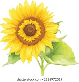 Aquarellfarbene Sonnenblumen mit grünen Blättern Blumenstrauß handgemalte Illustration.