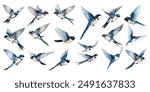 Watercolor swallows bird set collection isolated on white background. hand painted vector illustration