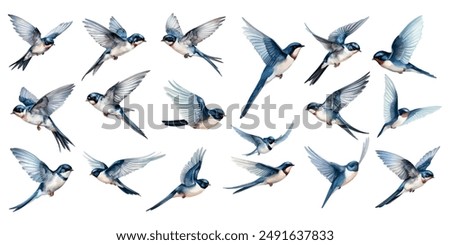 Watercolor swallows bird set collection isolated on white background. hand painted vector illustration